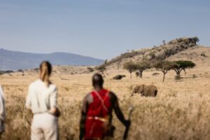 Walking safari elephant in distance