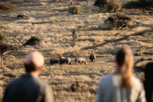 Walking safari white rhinos