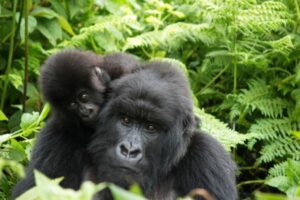 Two gorillas in the forest