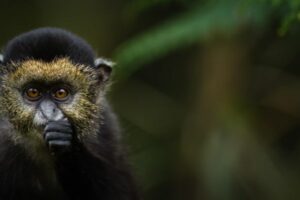 Golden monkey