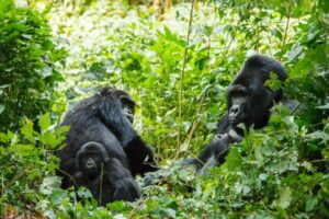 Gorilla Trekking at Volcanoes National Park