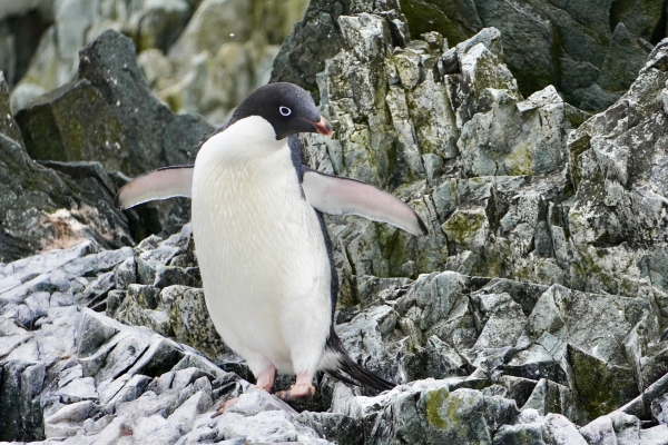 Adélie penguin in Antarctica.