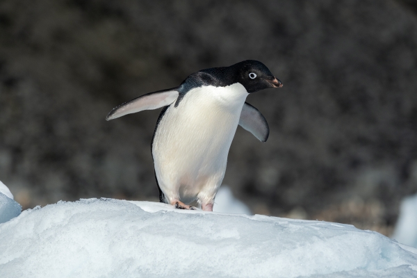 Adelie penguin in the Antarctic Peninsula.