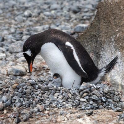 Penguin with chick in the Antarctic Peninsula.