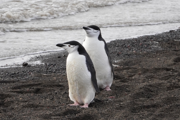 Chinstrap penguins in Antarctica.