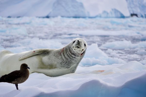 Crabeater seal on the ice.