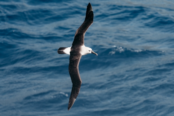 Albatross bird flying.