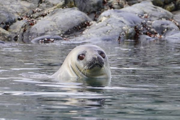 Elephant seal popping its head out of the water.