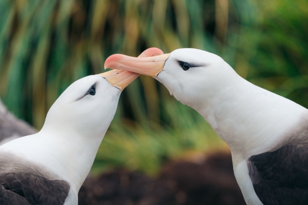 Albatrosses in the Falkland Islands.