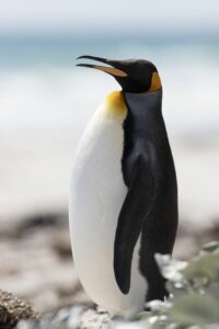 King Penguin in the Falkland Islands.