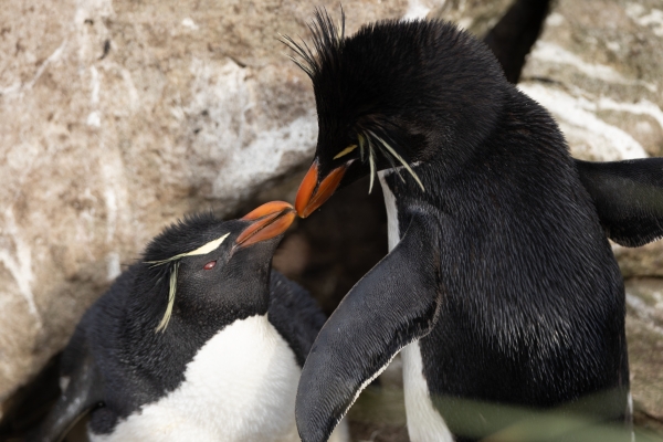 Rockhopper penguins in the Falkland Islands.