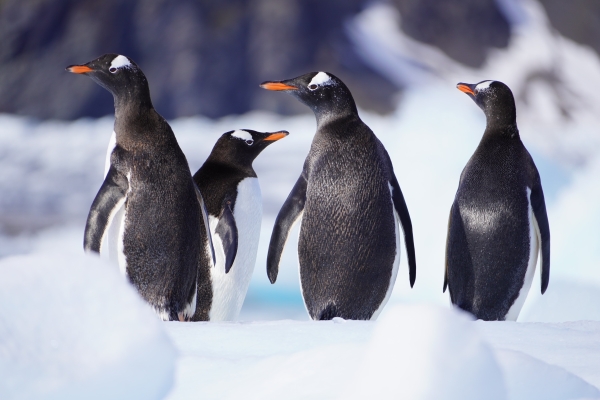 Group of penguins in Antarctica.