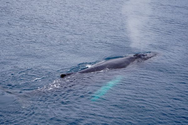 Humpback whale in the ocean.