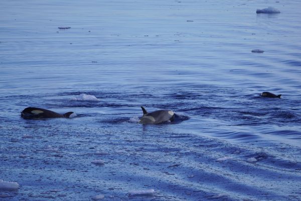 Orcas in the water.