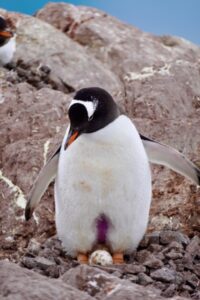 Penguin nesting.