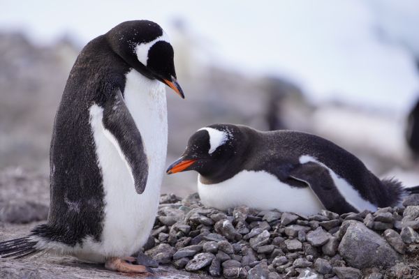 Penguins nesting.