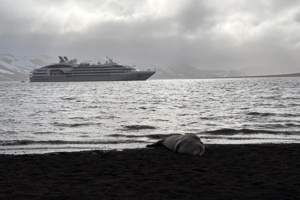 Seal on the beach with a ship in the background.