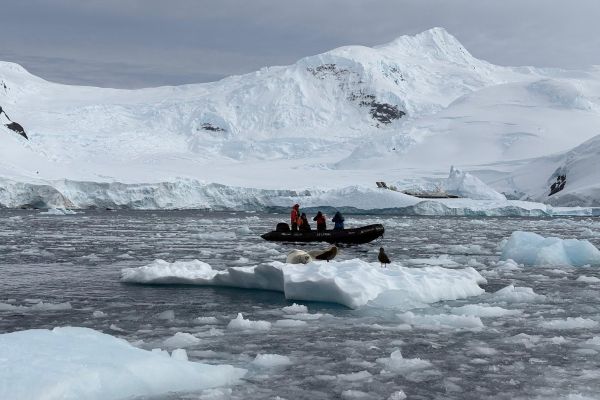 Seal on the ice.