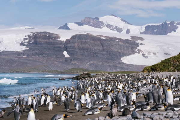 Penguins and seals in South Georgia.