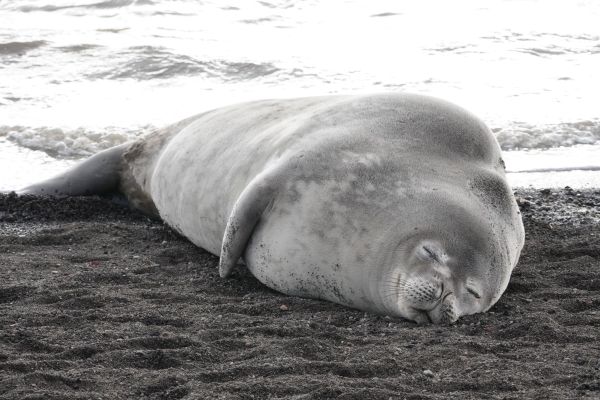 Weddell seal in Antarctica.