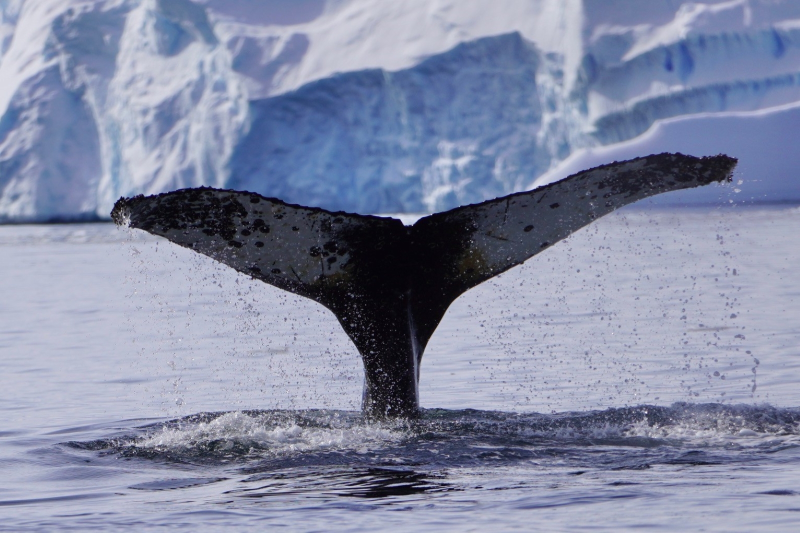 Humpback whale fluke.