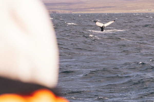 Whale watching in Husavik