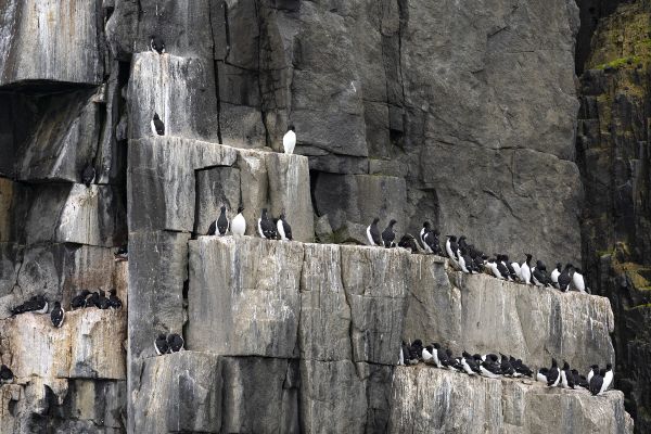 Birds in the Svalbard Islands