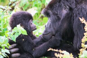 A baby mountain gorilla with his mother in Uganda.