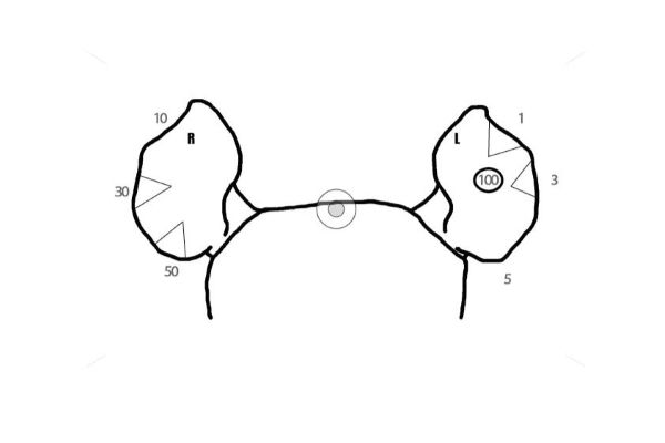 Rhino ear notching diagram.