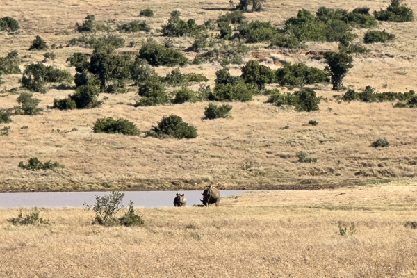 Rhinos by the water.