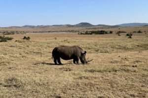 Rhino in a field.