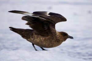 Skua in Antarctica.