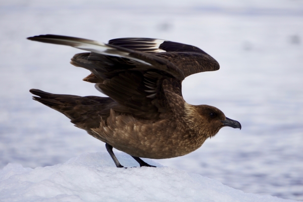 Skua in Antarctica.