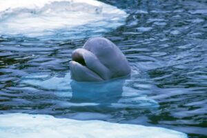 Beluga whale popping its head out of the water