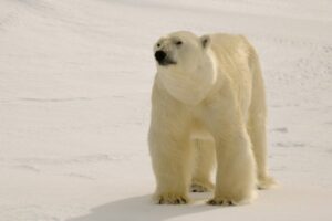 Polar bear in the Arctic