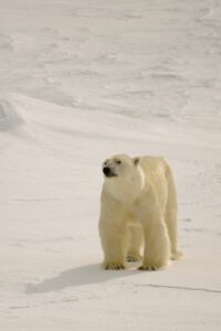 Polar bear standing on ice in the Arctic.