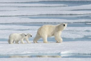 Mother polar bear and her cubs in the Arctic