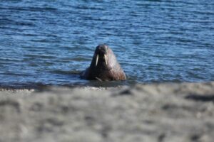 Walrus in the Arctic approaching the beach.
