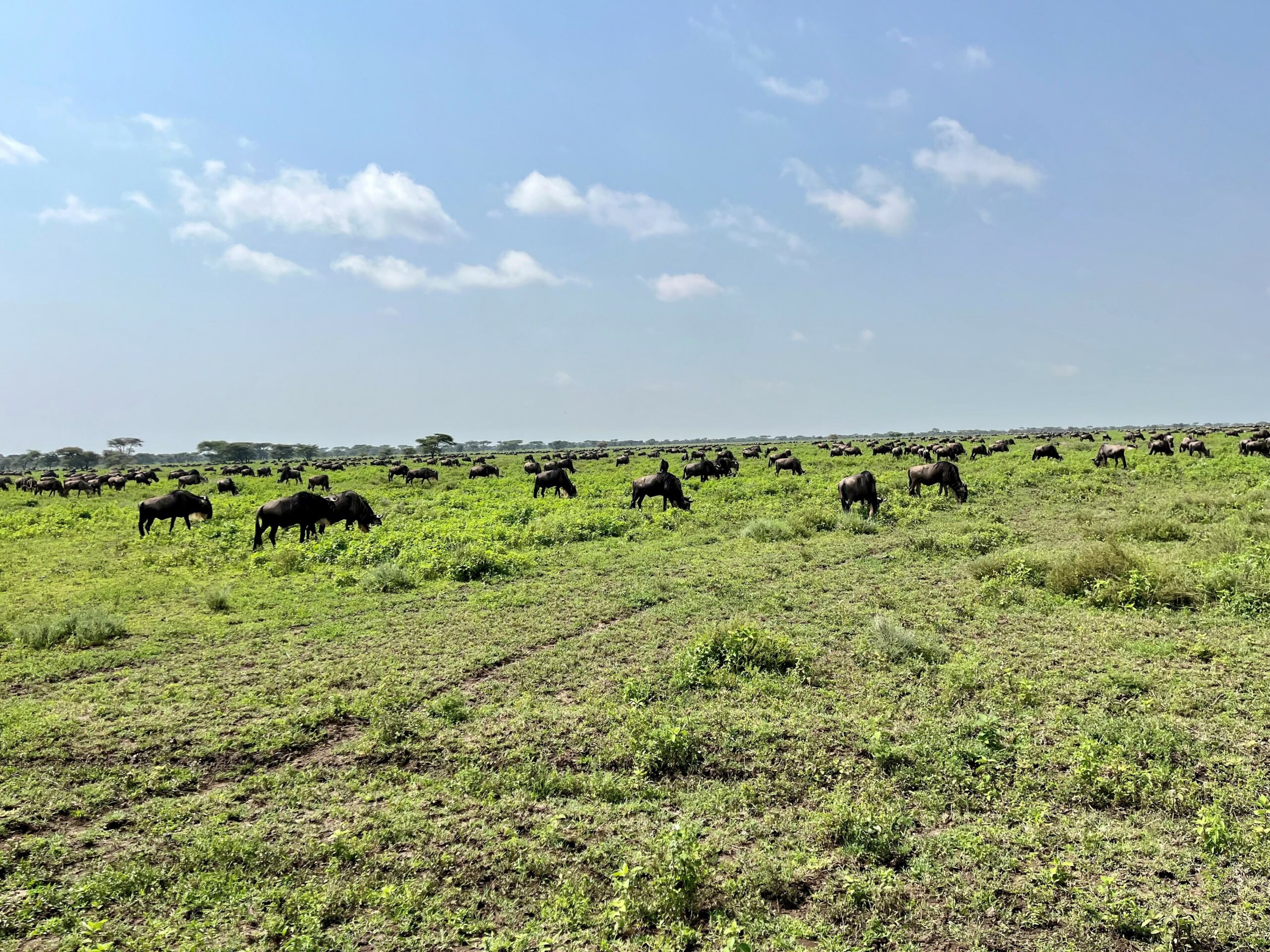 A view of the Southern Serengeti, during wildebeest migration.