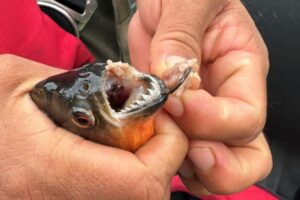 Piranha's teeth