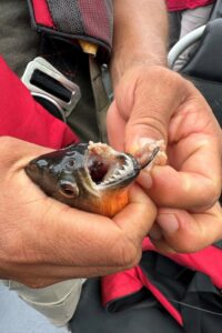 Piranhas teeth