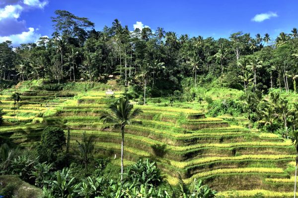Rice terraces in Indonesia.