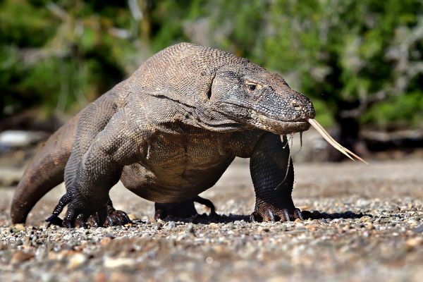 Komodo dragon