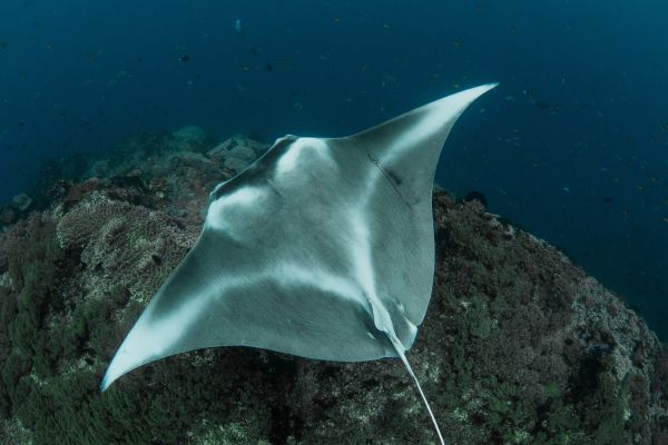 Manta ray swimming