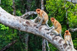 Proboscis monkeys in a tree.