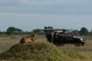 Lion on a mound with a safari vehicle in the background.