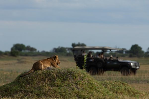 Lion on a mound with a safari vehicle in the background.