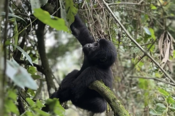 Baby gorilla in Uganda.