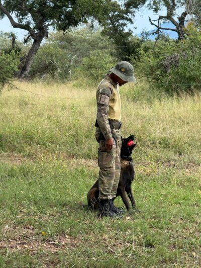 Royal Malewane anti-poaching K9 dog.