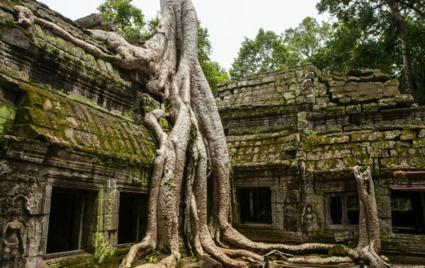 Ta Prohm in Siem Reap, Cambodia.